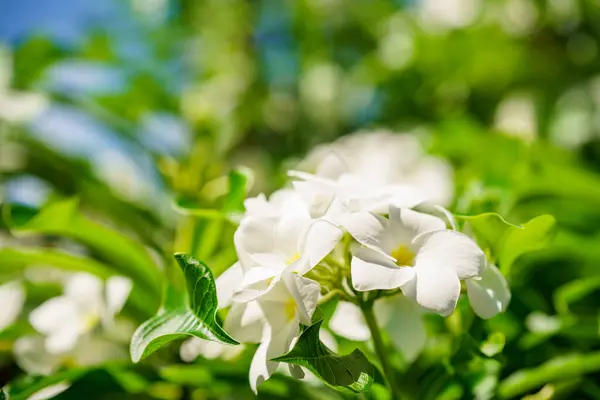 Foto Stok Plumeria Pudica Bunga Putih Pada Hijau — Stok Foto