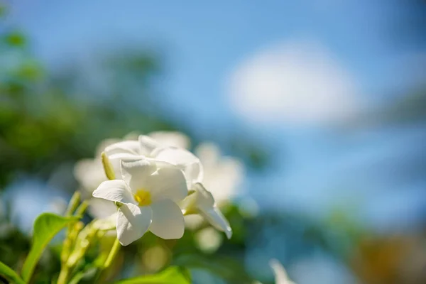 Plumeria Pudica Nın Stok Fotoğrafı Yeşile Beyaz Çiçekler — Stok fotoğraf