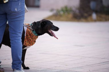 Yan profile bakan siyah bir labrador fotoğrafı