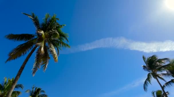 Palmboom Blauwe Lucht Achtergrond — Stockvideo