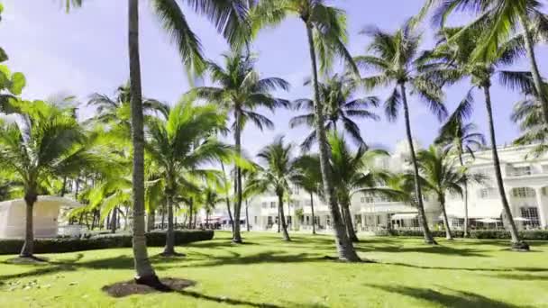 Майами Бич Штат Флорида Сша Ноября 2023 Года Пальмы Сцене — стоковое видео