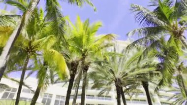 Miami Beach 2023 stok videosu. Binaların manzarası palmiyeler ve mavi gökyüzü