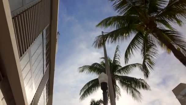 Architektura Palmy Niebie — Wideo stockowe
