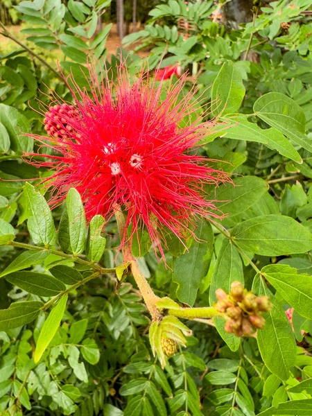 Citra Saham Calliandra Bunga Piraria Taman — Stok Foto