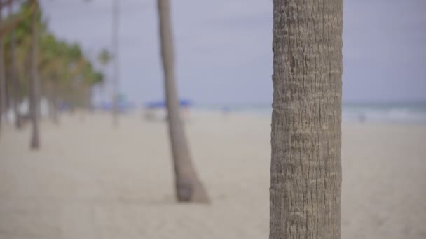 Hdr Naturaleza Filmación Palmera Playa — Vídeo de stock