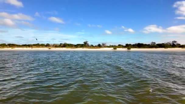 Лодка Дельфинов Тур Сент Огастин Флорида Анастасия Государственный Парк — стоковое видео