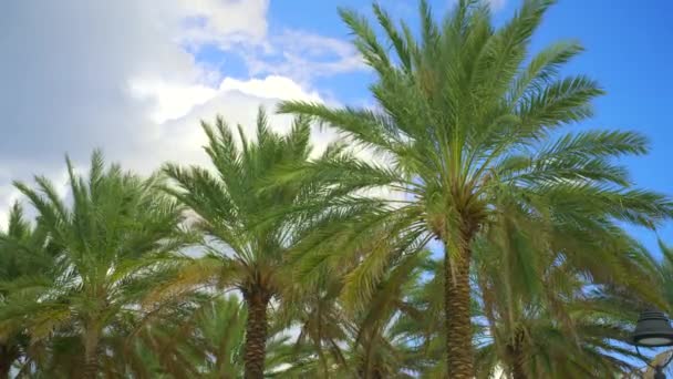 Nubes Tormenta Moviéndose Sobre Palmeras Tropicales Hdr Video Mov — Vídeo de stock