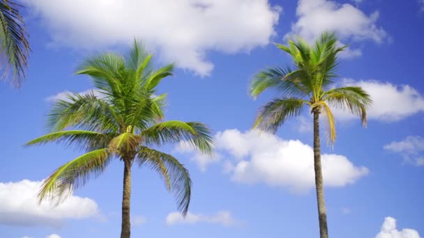 Two Palms Blue Cloud Sky Hdr Mov — Stock Video