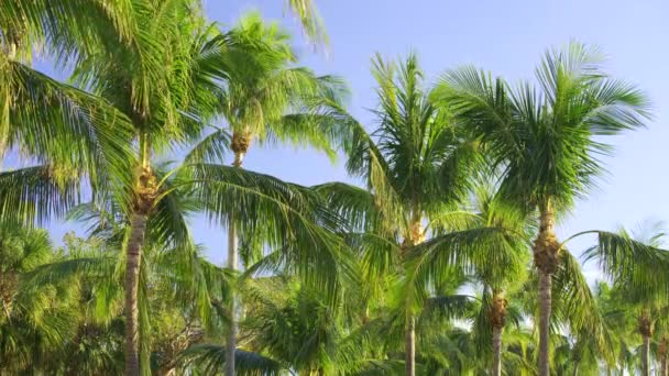 Hdr Palm Bakgrund Natur — Stockvideo
