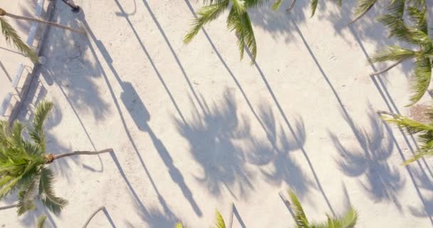 ビデオの上の砂5K空中上昇のパームシャドウ — ストック動画