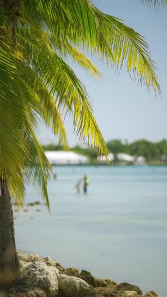 8K垂直录像热带迈阿密棕榈水景 — 图库视频影像