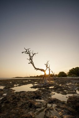 Doğanın ölü ağacı Florida Keys gün batımında