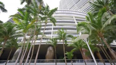 Brickell Miami olay yeri binaları ve palmiyeler