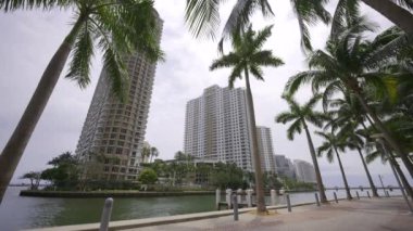 Miami stok görüntüleri Brickell Key binaları ve palmiye kıyısı sahnesi 4k 2024