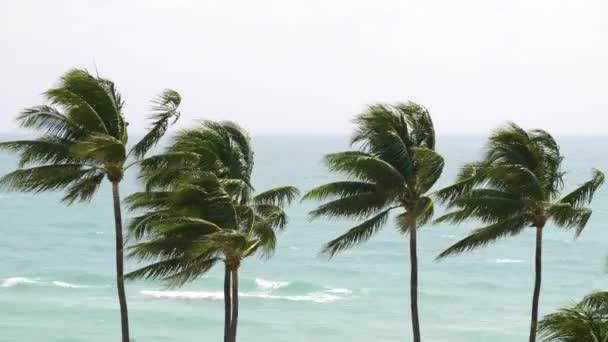 Palmen Wind Oceaan Hdr Voorraad Beelden — Stockvideo
