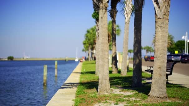 Cienista Ławka Dłonie Widokiem Zatokę Petersburg Florida Przeznaczenia Wideo Hdr — Wideo stockowe