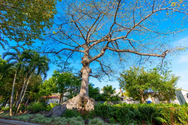 Pohon Besar Kuba Memorial Boulevard Park — Stok Foto