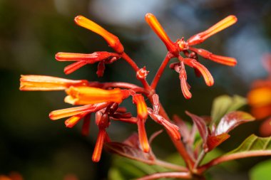Firebush Hamelia stok fotoğrafının patentini aldı