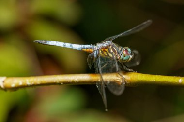 Macro stock photo Pachydiplax longipennis Blue Dasher Dragonfly clipart