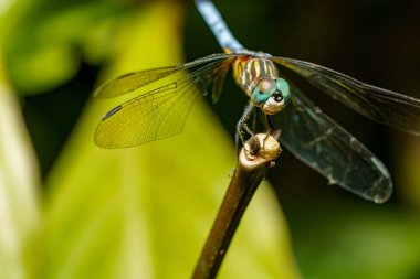 Macro stok fotoğrafı Pachydiplax Longipennis Blue Dasher Dragonfly