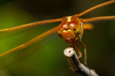 Sarı bir yusufçuğun Macro stok fotoğrafı