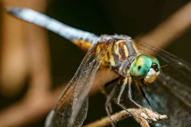 Macro stok fotoğrafı Pachydiplax Longipennis Blue Dasher Dragonfly