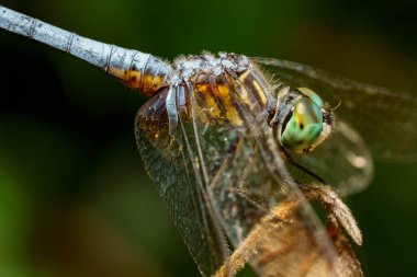 Macro stok fotoğrafı Pachydiplax Longipennis Blue Dasher Dragonfly