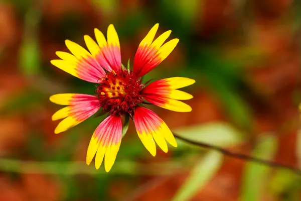 Makroaktienfoto Gaillardia Pulchella Indische Decke Blume Stockfoto