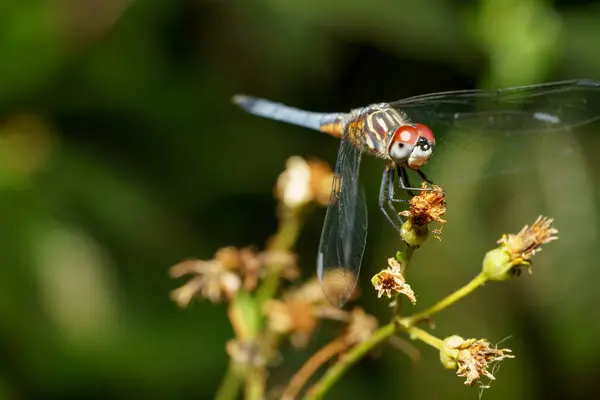 Foto Stok Makro Pachydiplax Longipennis Blue Dasher Dragonfly Stok Foto