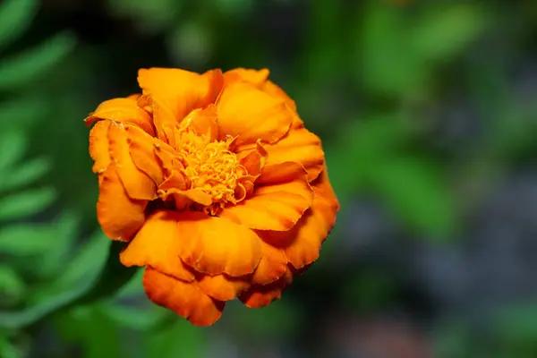 Citra Stok Makro Marigold Flower Meksiko Stok Foto