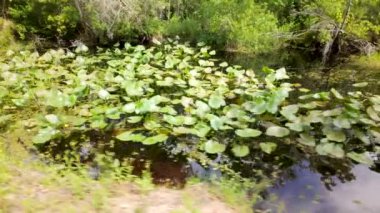 Timsah ve yılanlarla dolu tehlikeli Florida bataklıkları
