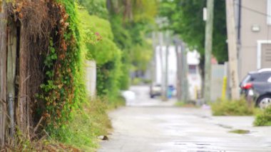 Doğa şehri ele geçiriyor.