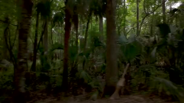 Natural Florida Paysage Inhabité Stock Vidéo — Video