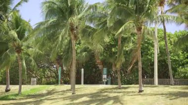 Haulover Park 'ta palmiyeler. Miami Plajı 4k 60p hisse senedi.