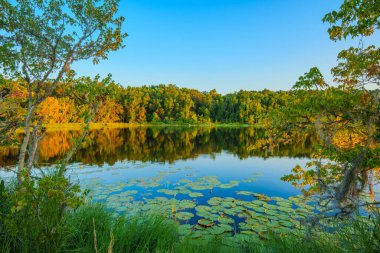 Gölde Lily Pads var. Tallahassee doğa sahnesi gün batımında