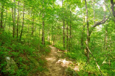 Appalachian Yolu, Gürcistan, ABD 2024