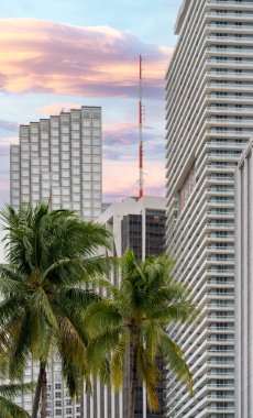 Gün batımında Miami binaları ve palmiyeler