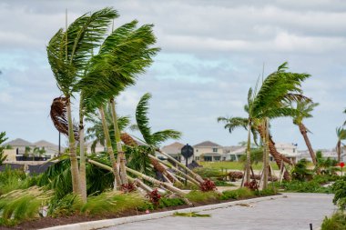 Kasırga yüzünden düşen ağaçlar Florida Palm Beach Bahçeleri Kasırgası 'ndan.