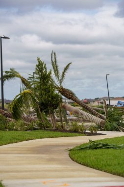 Kasırga yüzünden düşen ağaçlar Florida Palm Beach Bahçeleri Kasırgası 'ndan.