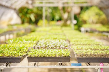 Otlar ve bitkiler yetiştiriyorum.