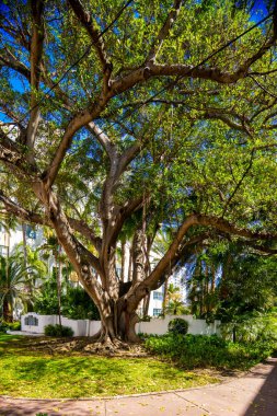 Miami Beach Florida 'da büyük banyan ağacı