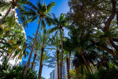 Avuçlar mavi gökyüzünde Miami Sahili 'nde