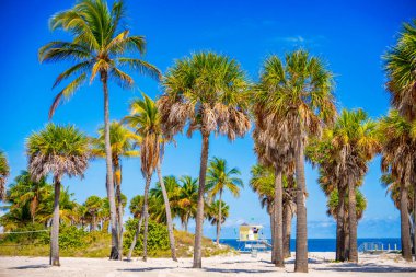 Stok fotoğraf baskısı. Miami 'de tropik palmiyeler