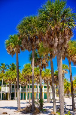 Miami 'de palmiyeler mavi gökyüzünde