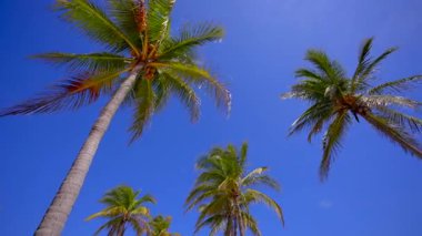 Avuçlar mavi gökyüzü stok görüntülerinde. Miami Sahili yürüyüş turu