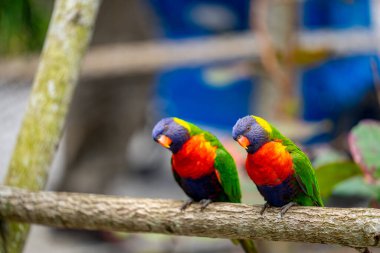 Bir çift Lorikeet fotoğraf makinesi kameraya bakıyor.
