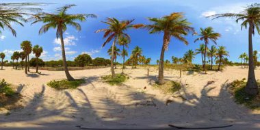 360 VR video video tropikal plaj sahnesi Palms 2025 8k