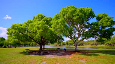 Piknik için parkta güzel bir gün. Park görüntüleri gölün kenarındaki ağaç gölgesinin altında.