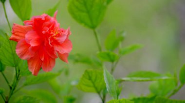 Çin amblemi yerli 8k stok videosu