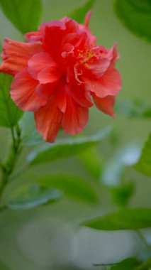 Çin amfibisi yerli 8k dikey stok video